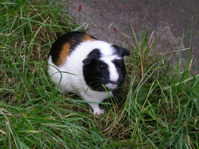 Jennifer na zahrádce2.jpg