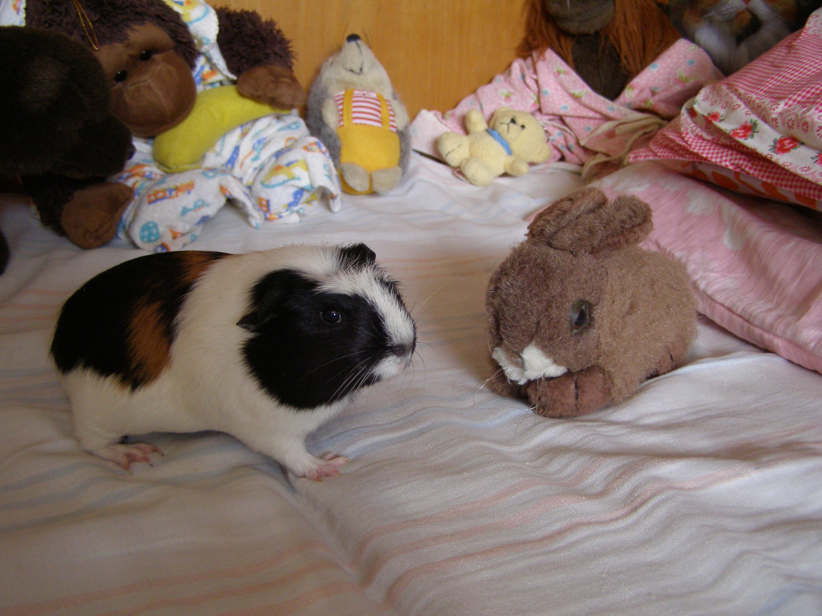 Jennifer s králíčkem.JPG