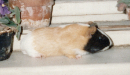 Mendey3.jpg