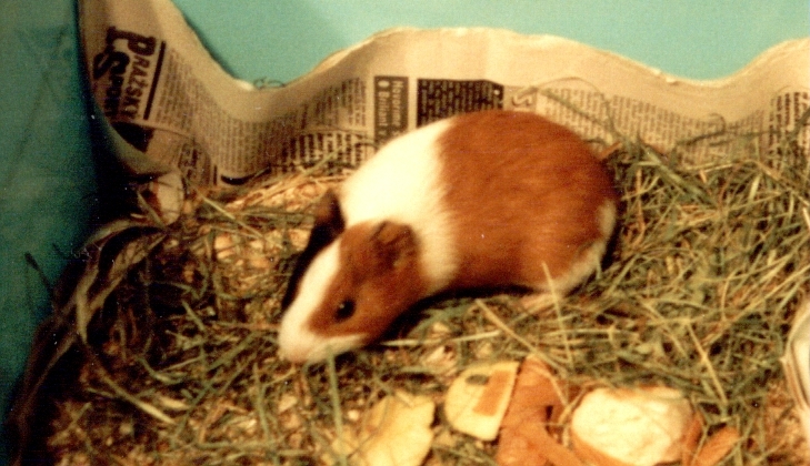 Bobík II..jpg