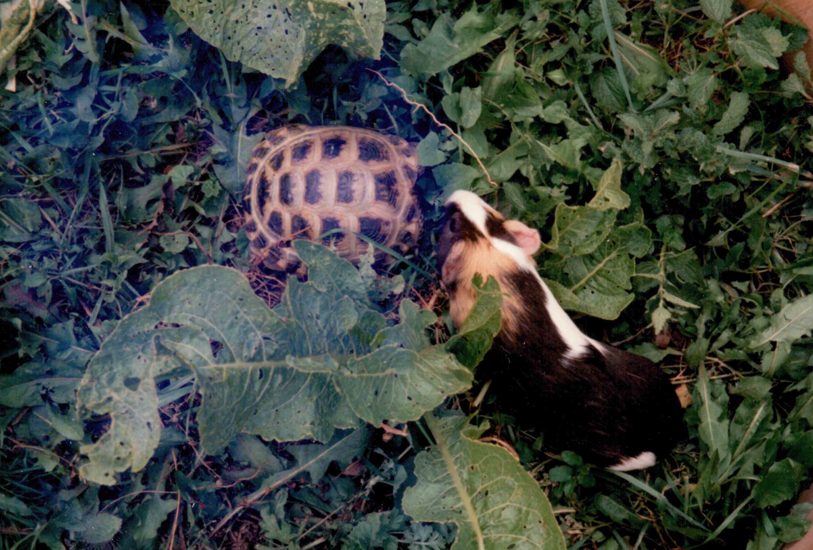 Lumpik2.jpg