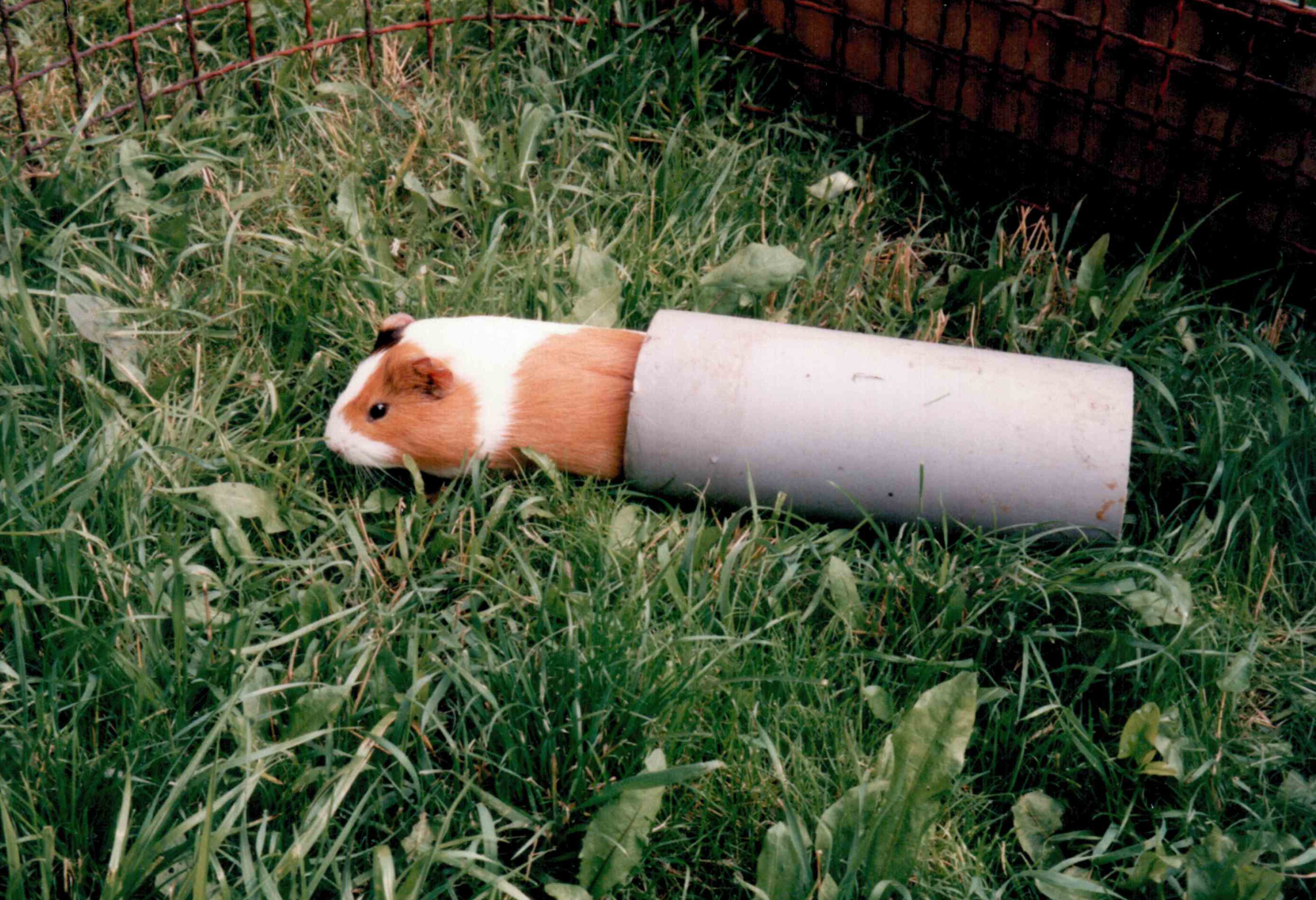 BobikII3.jpg